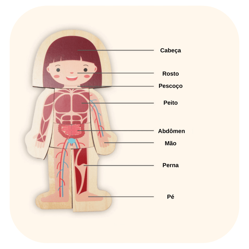 Kit de Quebra-Cabeça Educacional de Estrutura Corporal